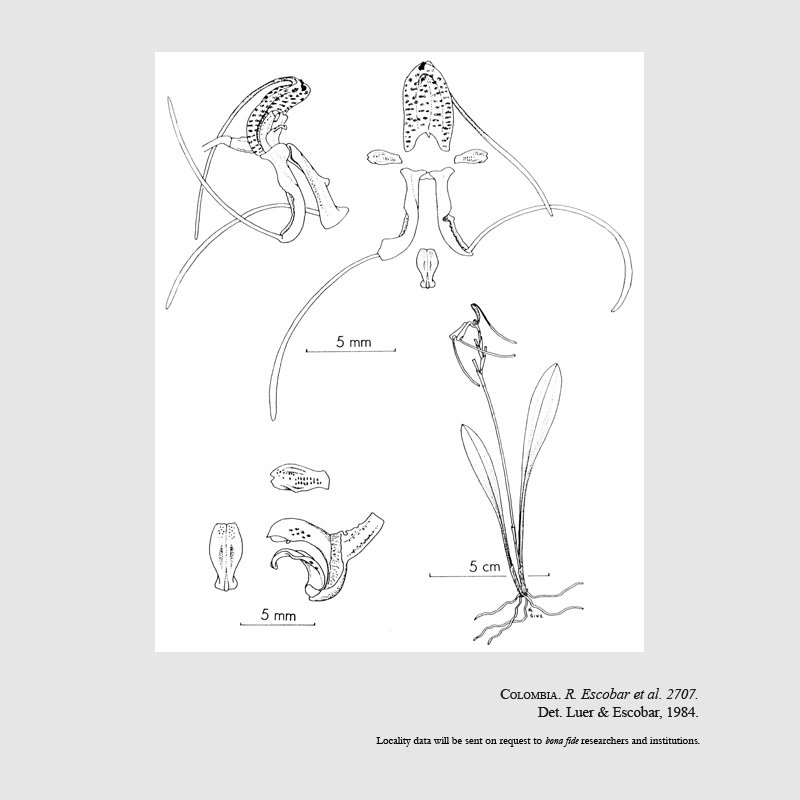 Masdevallia hortensis